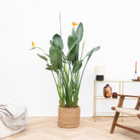 Strelitzia Reginae XL de luxe   150cm