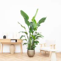 Strelitzia Nicolai 6 stek   200cm