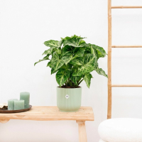 Syngonium Arrow   30cm