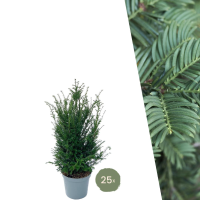 Taxus planten voor 10 meter strekkende haag   100cm