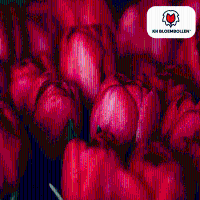 Tulpenbollen Ile de France   20 stuks