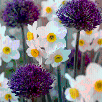 Bloembollen mix Droge tuin