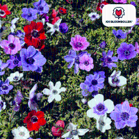 Anemonen enkel 30 stuks
