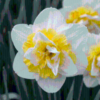 Narcisbollen Ice King