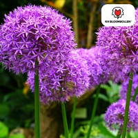 Allium Globemaster 5 stuks
