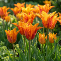 Tulpenbollen Vendeeglobe