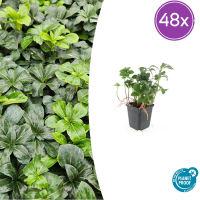 Pachysandra Terminalis 'Green Sheen'   20cm