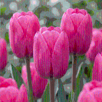 Tulpenbollen Triumph Pink