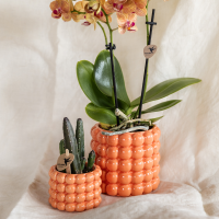 Combi deal   Orchidee Jamaica + succulent inclusief Poppy sierpotten