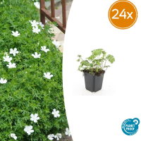 24X Geranium sang. 'Album'   ↕10 25cm   Ø9cm