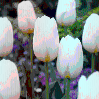 Tulpenbollen Triumph White