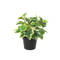 Kunst White Ivy   19cm