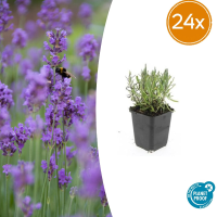 Lavandula ang 'Munstead'   20cm