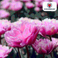 Tulpenbollen Columbus   20 stuks