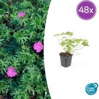 48X Geranium 'Tiny Monster'   ↕10 25cm   Ø9cm