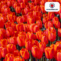 Tulpenbollen Dafeng   20 stuks