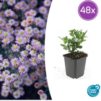Aster ageratoides 'Stardust'   20cm