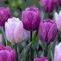 Tulpenbollen Prince mix
