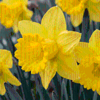 Narcisbollen Yellow