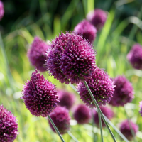 Alliumbollen Sphaerocephalon