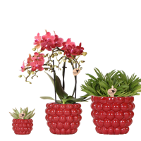 Combi deal   Orchidee Congo + Succulenten inclusief Berry sierpotten