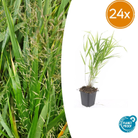 24X Hakonechloa macra   ↕10 25cm   Ø9cm