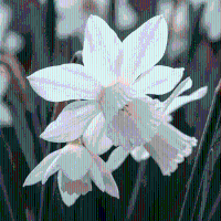 Narcisbollen Botanical White mix