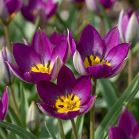 Tulpenbollen Persian Pearl