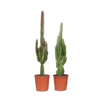 Euphorbia Groen / Rood   2 stuks   Ø17cm   ↕75cm