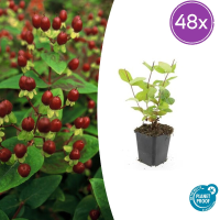 48X Hypericum inodorum 'Beauty'   ↕10 25cm   Ø9cm