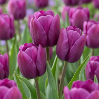 Tulpenbollen Triumph Purple