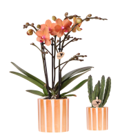 Combi deal    Orchidee Bolzano + Succulent inclusief keramieken sierpotten