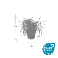 48X Carex oshim. 'Evergold'   ↕10 25cm   Ø9cm