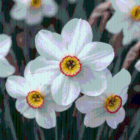 Narcisbollen Recurvus