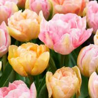 Tulpenbollen Peaches & Kisses