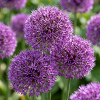 Alliumbollen Purple Sensation