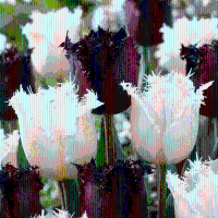Tulpenbollen Breakdance mix