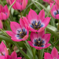 Tulpenbollen Little Beauty