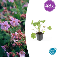 48X Geranium macr. 'Ingwersen's Var.'   ↕10 25Cm   Ø9cm