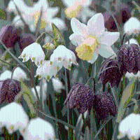 Bloembollen mix Vochtige tuin