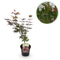 Japanse Esdoorn Atropurpureum   Paars   70cm