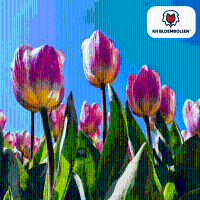 Tulpenbollen Light and Dreamy   20 stuks