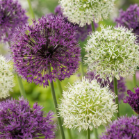 Alliumbollen Purple White mix