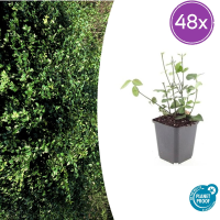 48X Euonymus fort. 'Coloratus'   ↕10 25cm   Ø9cm