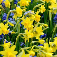 Narcisbollen Tête à Tête