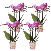 Kolibri Orchids | COMBI DEAL van 4 Phalaenopsis orchideeën   Vienna   potmaat Ø9cm | bloeiende kamerplant   vers van de kweker