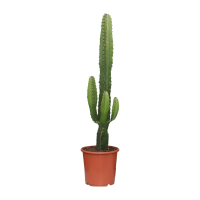 Euphorbia Acrurensis   Ø17cm   ↕50cm