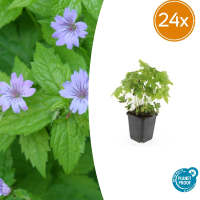 24X Geranium nodosum   ↕10 25cm   Ø9cm