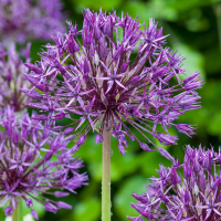Alliumbollen Purple Rain