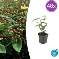 48X Hypericum inodorum   ↕10 25cm   Ø9cm